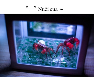 Bể Cá Nhân Tạo Mini Có Đèn Led Trang Trí Bể Cá