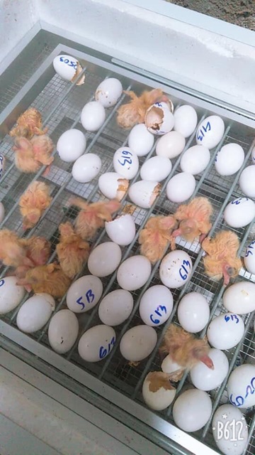 Máy Ấp Trứng Bồ Câu Đảo Tự Động 160 trứng-chim trĩ- trứng cút 200 quả