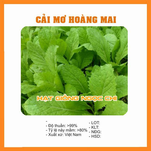 Hạt Giống Cải Mơ Hoàng Mai - 20Gr~4000 Hạt