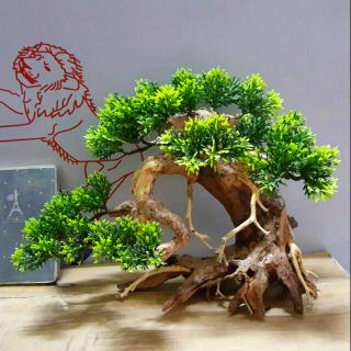 Lũa Bonsai Tùng hồ cá nhiều size.