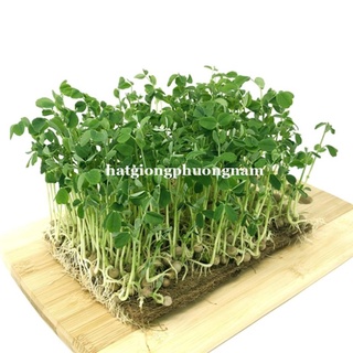 HẠT GIỐNG RAU MẦM ĐẬU HÀ LAN