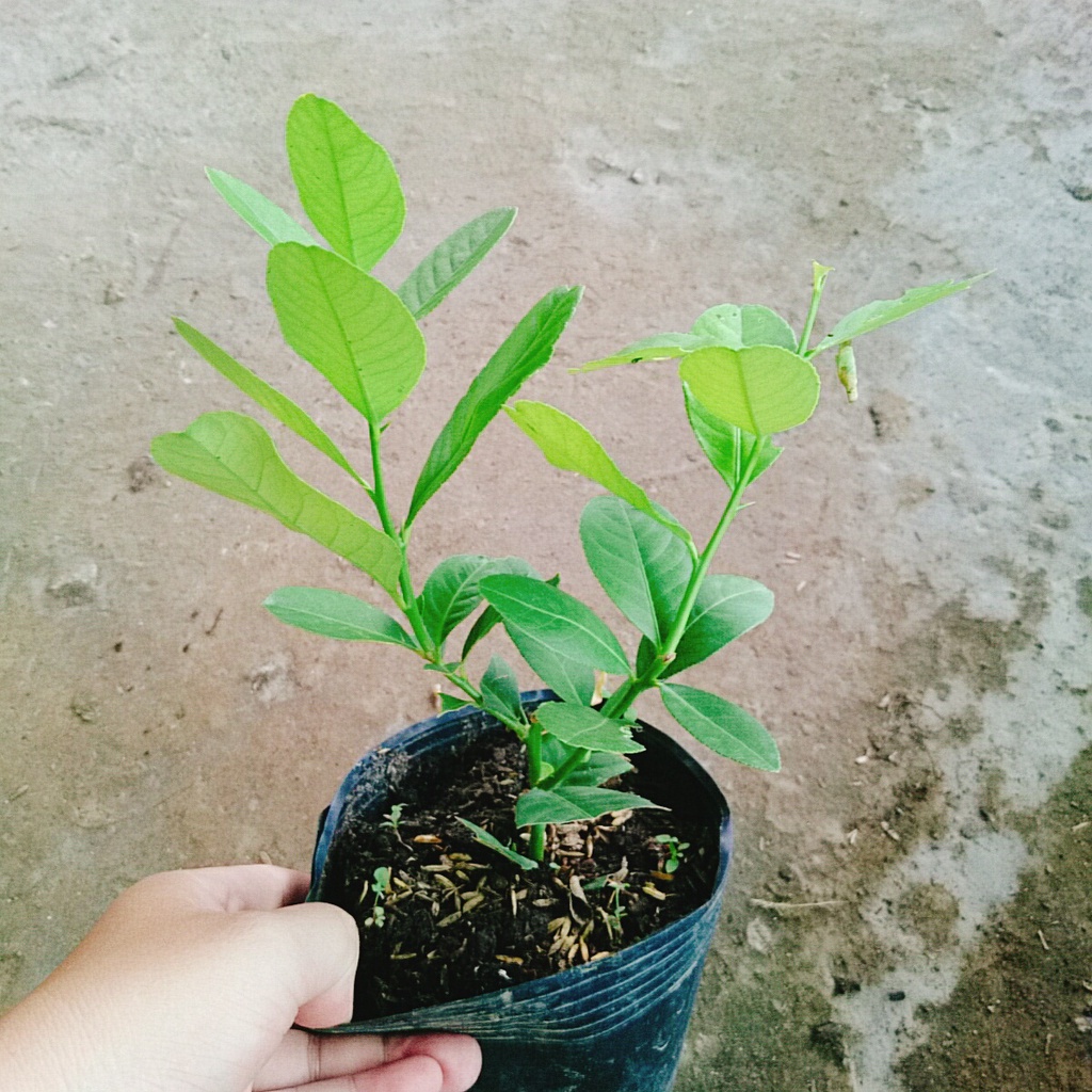Cây chanh vàng mỹ - caykiengsadec