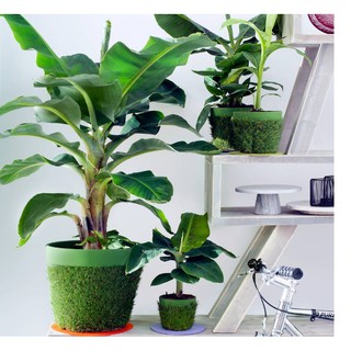 Bộ 10 gói hạt giống Chuối mini - THEXANH 10 hạt