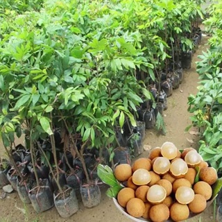 Cây giống Nhãn Không Hạt Thái Lan (12 tháng cho trái)