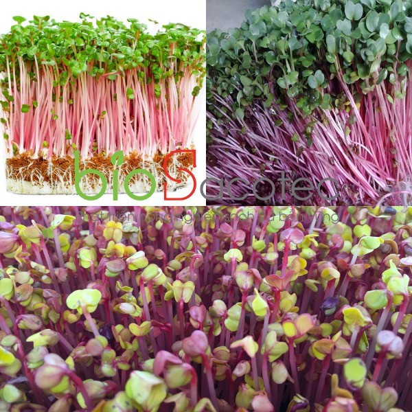 Hạt giống Mầm củ cải đỏ đỏ 30gram
