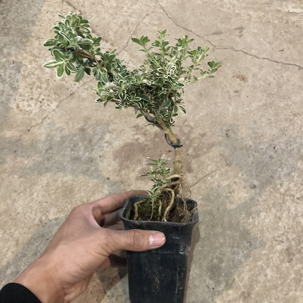 Cây bạch tuyết mai mini bonsai, chiều cao 15-20cm bộ rễ đẹp lá cẩm thạch, thích hợp để bàn trang trí nội thất cảnh quan