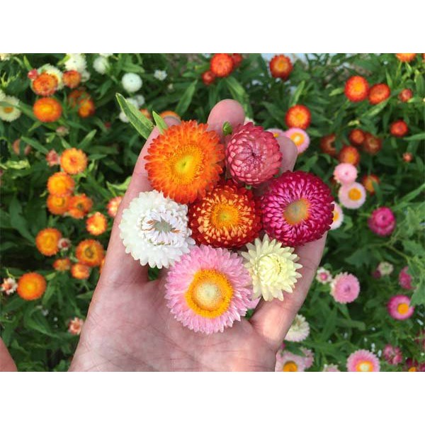 Hạt Giống Hoa Cúc Bất Tử Mix Nhiều Màu (100 Hạt)  - MUA 3 TẶNG 1 CÙNG LOẠI