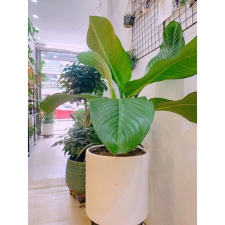 cây chuối cảnh 💥💥 mini siêu đẹp để bàn