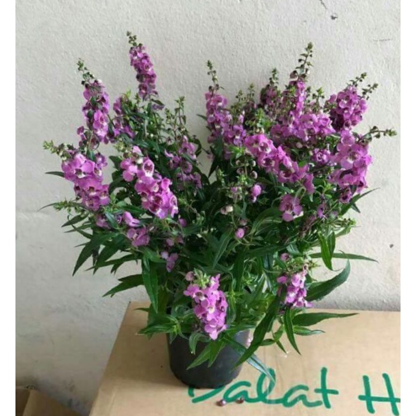 Hạt giống hoa ngọc hân