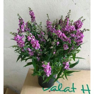 Hạt giống hoa ngọc hân