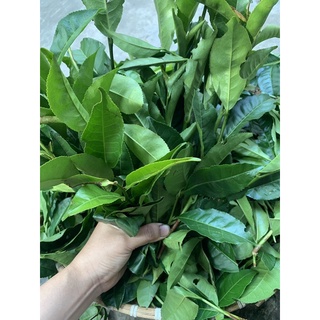 lá chè, trà xanh tươi 1kg ( giao hoả tốc hcm)