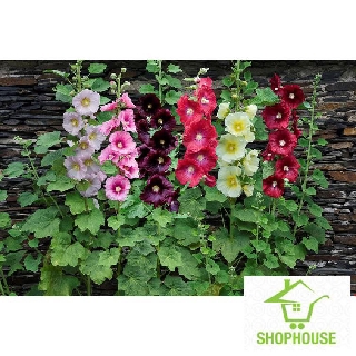 shophouse 30 Hạt giống hoa mãn đình kép mix  SHOP HOUSE  TẾT KHUYẾN MẠI