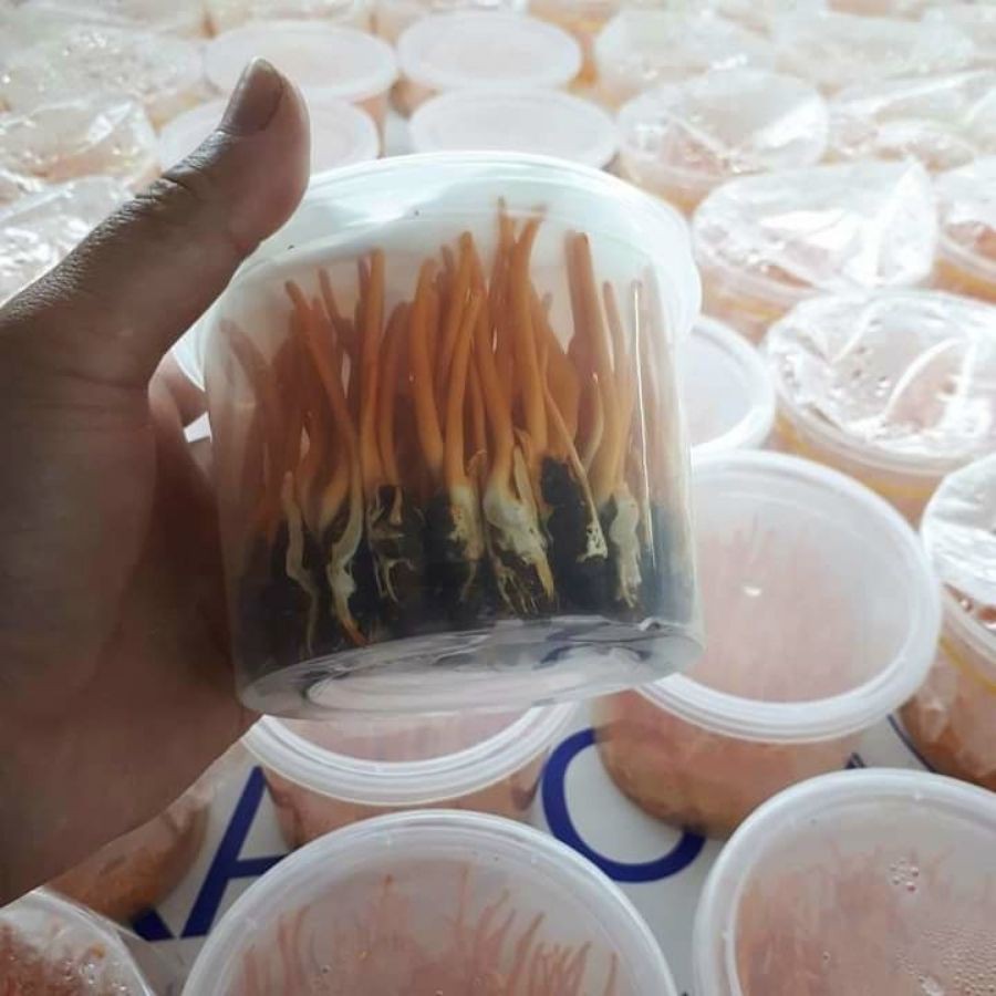 Set 10 Con Đông Trùng Hạ Thảo Nguyên Con - Đông Trùng Hạ Thảo Ký Chủ Nhộng Tằm | BigBuy360 - bigbuy360.vn