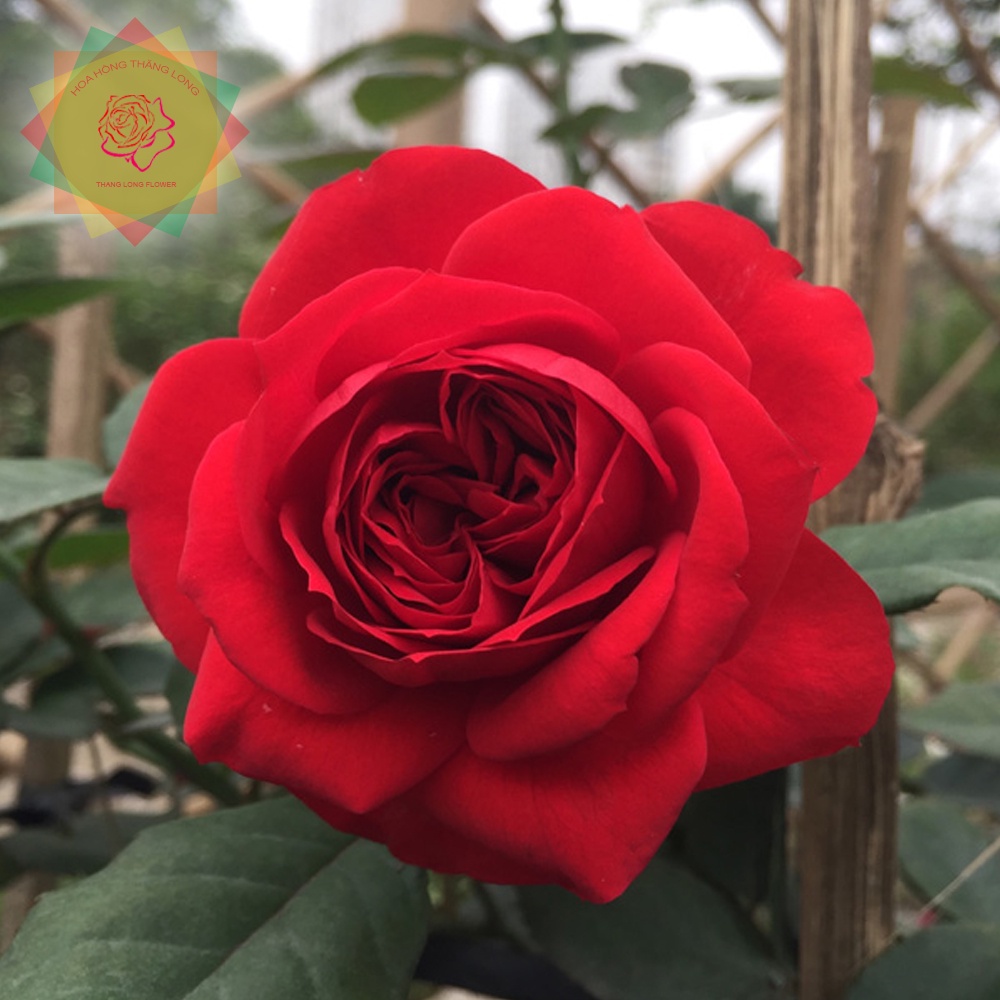 Cây hoa hồng ngoại Red Apple đỏ  sai hoa - Hoa hồng Thăng Long Flower