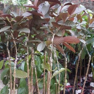 CÂY GIỐNG ỔI TÍM GHÉP