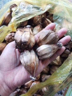 Quả dứa dại 2kg