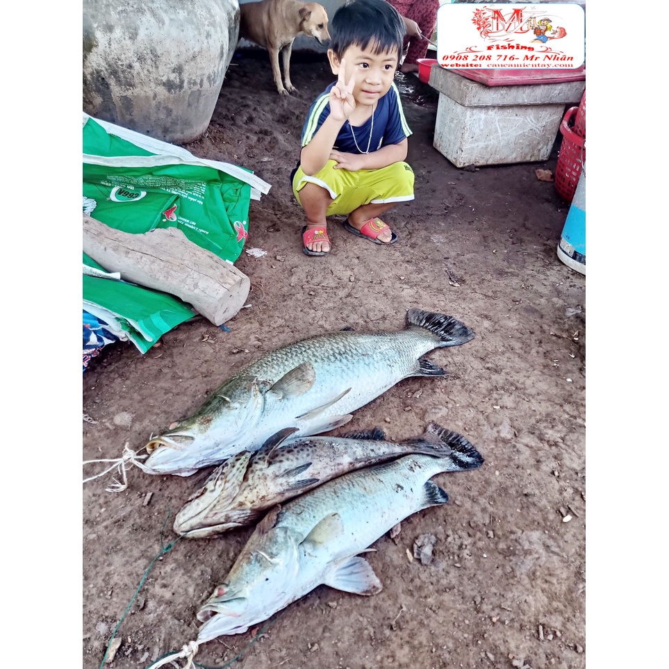 Mồi Lure Tôm Sắt Chính Hãng Allblue Chuyên Lóc Tráp Chẽm Mú