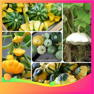 Hạt Giống Bí Đĩa Bay - 10 Hạt VIETGAR