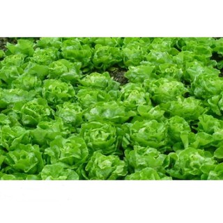 Hạt giống xà lách búp nhiệt đới 5gr