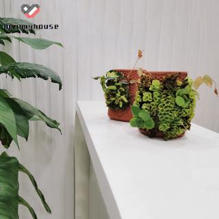 Chậu Gốm Trồng Cây Có Lỗ Thoát Nước