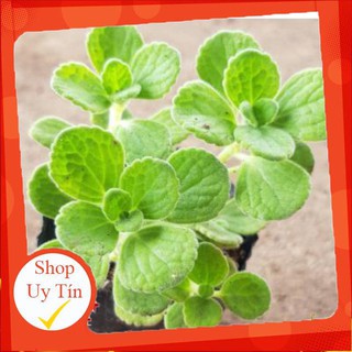 Sen thơm lớn🍏 |FREESHIP| 🔥 XỨ NÓNG, ĐÃ THUẦN KHÍ HẬU, KHOẺ ĐẸP 🍏 LỖI 1 ĐỔI 1