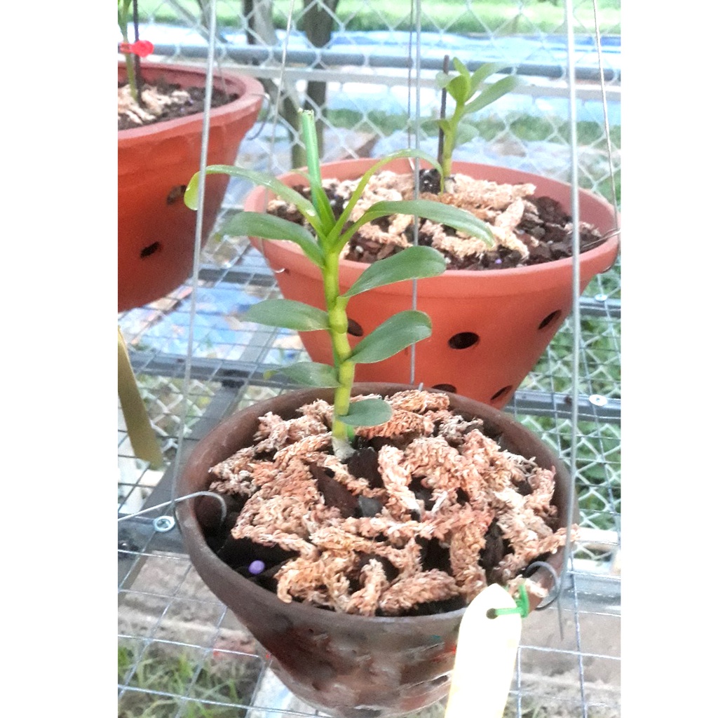 10 gói Siêu lân xanh Profarm P55 kích rễ cực nhanh siêu mạnh