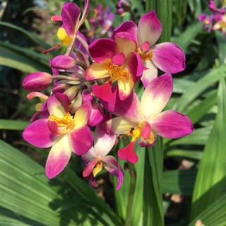 Hoa Địa Lan Chu Đỉnh Thái - nhiều màu