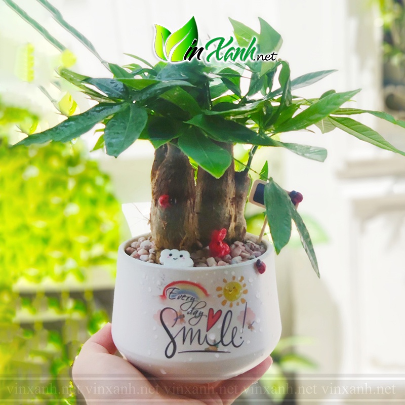 [IN HÌNH VẼ CHỮ THEO YÊU CẦU] Chậu Sứ Trồng Cây Cảnh Để Bàn, Sen Đá, Xương Rồng, Terrarium- Mẫu kim cương