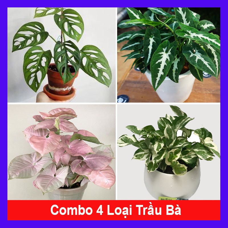 Combo 4 cây trầu bà ( cây trầu bà lỗ + trầu bà nhung + trầu bà hồng + trầu bà sữa ) tặng phân bón cho cây