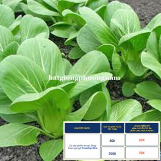 20GR - HẠT GIỐNG CẢI THÌA