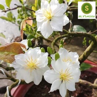 Hoa Bạch Mai- Cây ghép đã quấn rễ và liền gốc, chậu mini