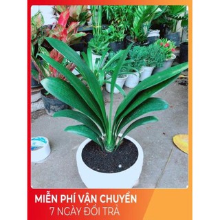Chậu Lan Quân Tử