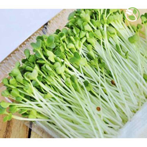 Hạt Giống Mầm Bông Cải Xanh Italia Phú Nông - Gói 20g - Italia Broccoli Sprouts