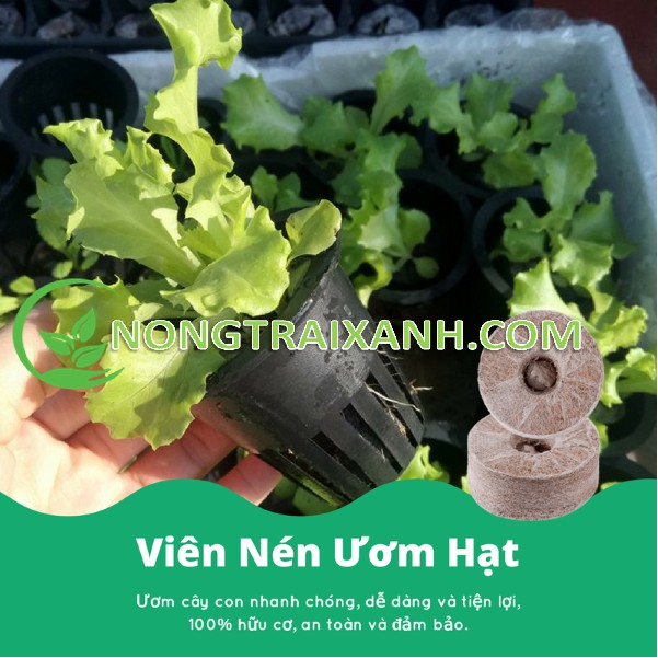 10/20/50V - VIÊN NÉN NẢY MẦM - VIÊN NÉN SƠ DỪA KÍCH THÍCH NẢY MẦM NHANH TIỆN LỢI