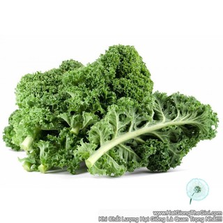 1KG Hạt Giống Cải Xoăn Kale Xanh (| C47*X42)