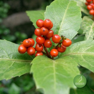 500gram Cây sói rừng JD061