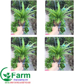 Combo 02 cây lá dứa thơm