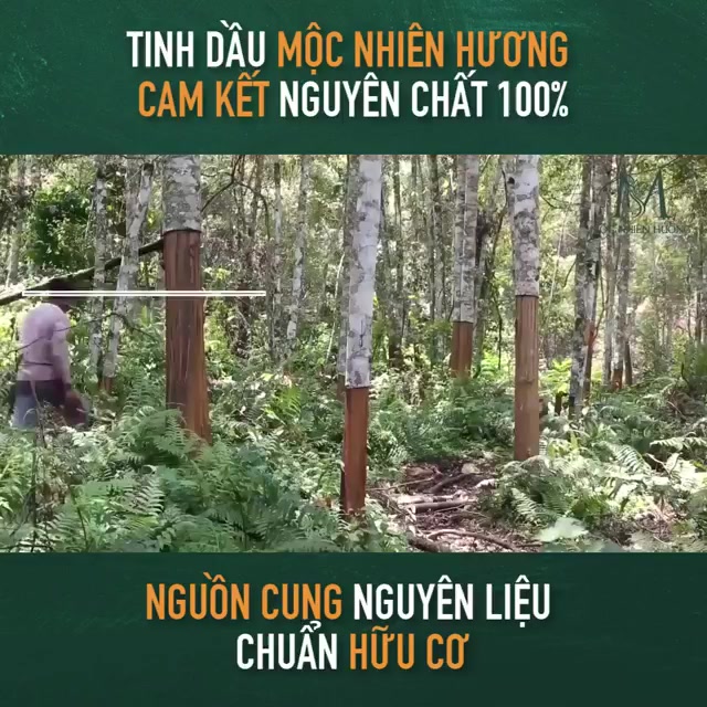 Tinh dầu treo xe ô tô nguyên chất 100% Mộc Nhiên Hương giúp thơm xe, khử mùi, chống say xe, thay thế nước hoa hiệu quả | BigBuy360 - bigbuy360.vn