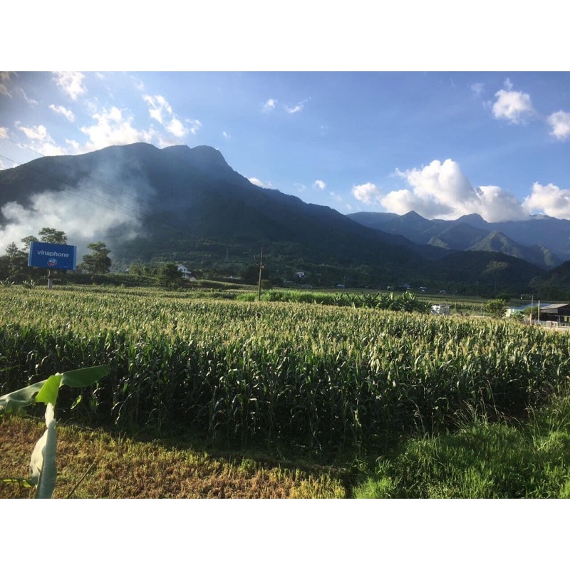 🌽 GIỐNG NGÔ LAI F1 CP111 Gói 1KG