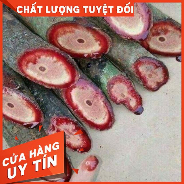 [ GIÁ SỈ ] [CHẤT LƯỢNG ĐẢM BẢO]CÂY CỎ MÁU-CỎ BÉOLIÊN HỆ : 0973457113- 0943457113