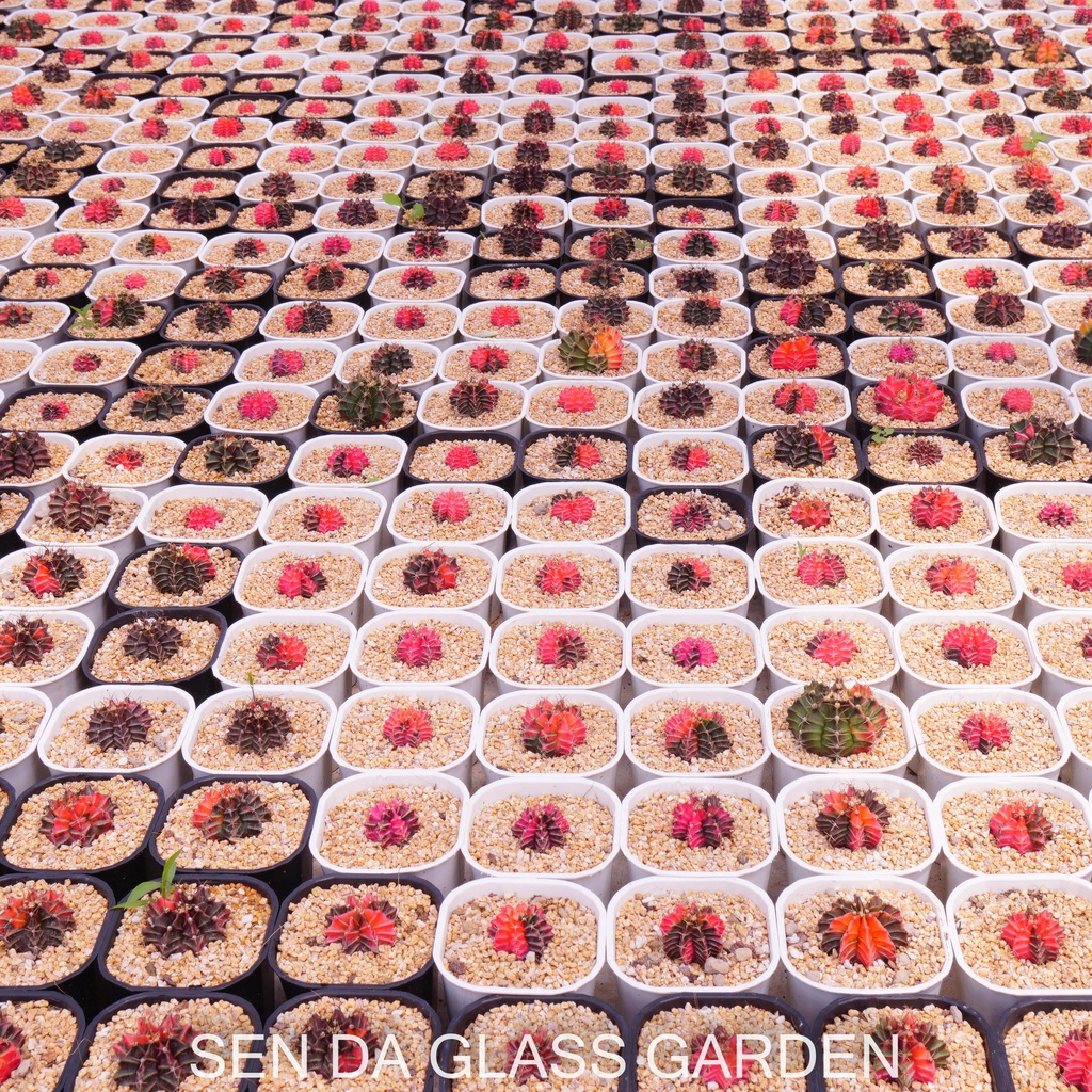 Xương rồng gym lem GLASS GARDEN 2-3cm màu ngẫu nhiên, dễ trồng, hàng hạt