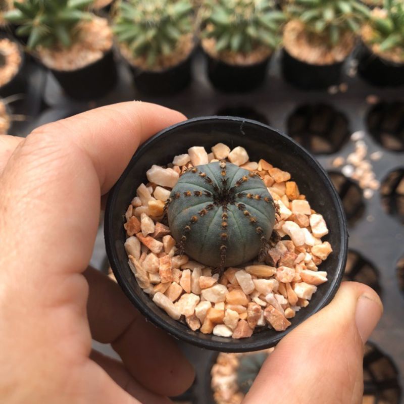 (New sale 50%) Xương rồng frailea castanea 2,5_3 cm