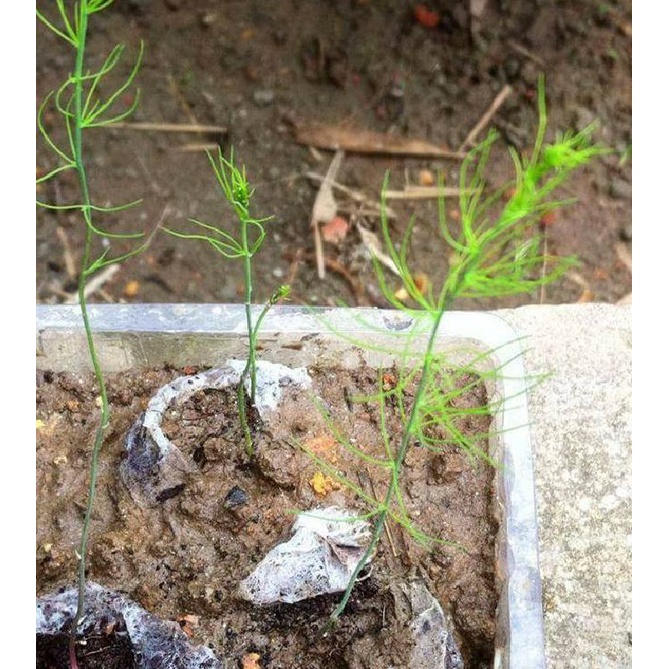 Hạt giống Măng Tây F1 , Chịu Nhiệt, Trồng Quanh Năm, Dễ Trồng, Năng Suất Cao - Khang Nông Seeds