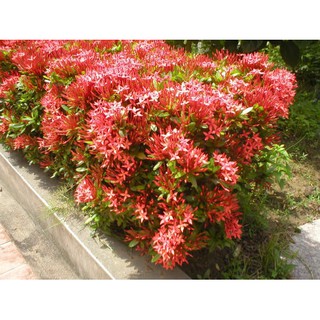 Hoa mẫu đơn Thái siêu nụ (giống mới )