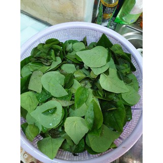 Lá sương sâm (sâm lông và sâm lá thường)