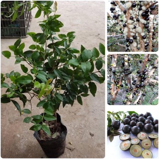 Cây giống Nho thân gỗ NAM MỸ siêu trái [ Cây khỏe cho trái sớm ]. 