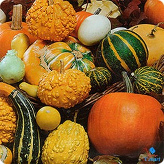 Hạt giống Bí Ngô Mini Mix
