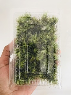 Rêu Giganteum ( hộp 10cm x15cm)