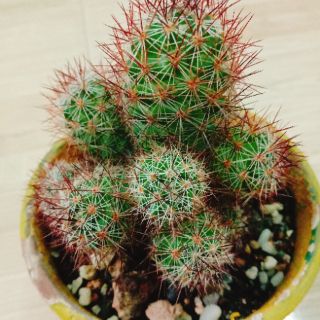 Xương rồng mami