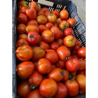 CÀ CHUA Đà Lạt 26k/kg